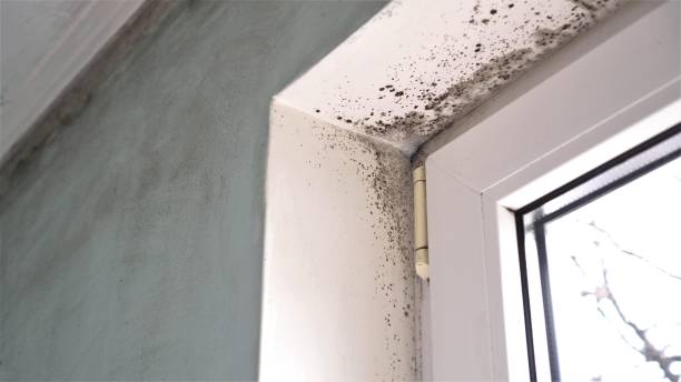 North Haverhill, NH Mold Inspection, Removal & Remediation Company